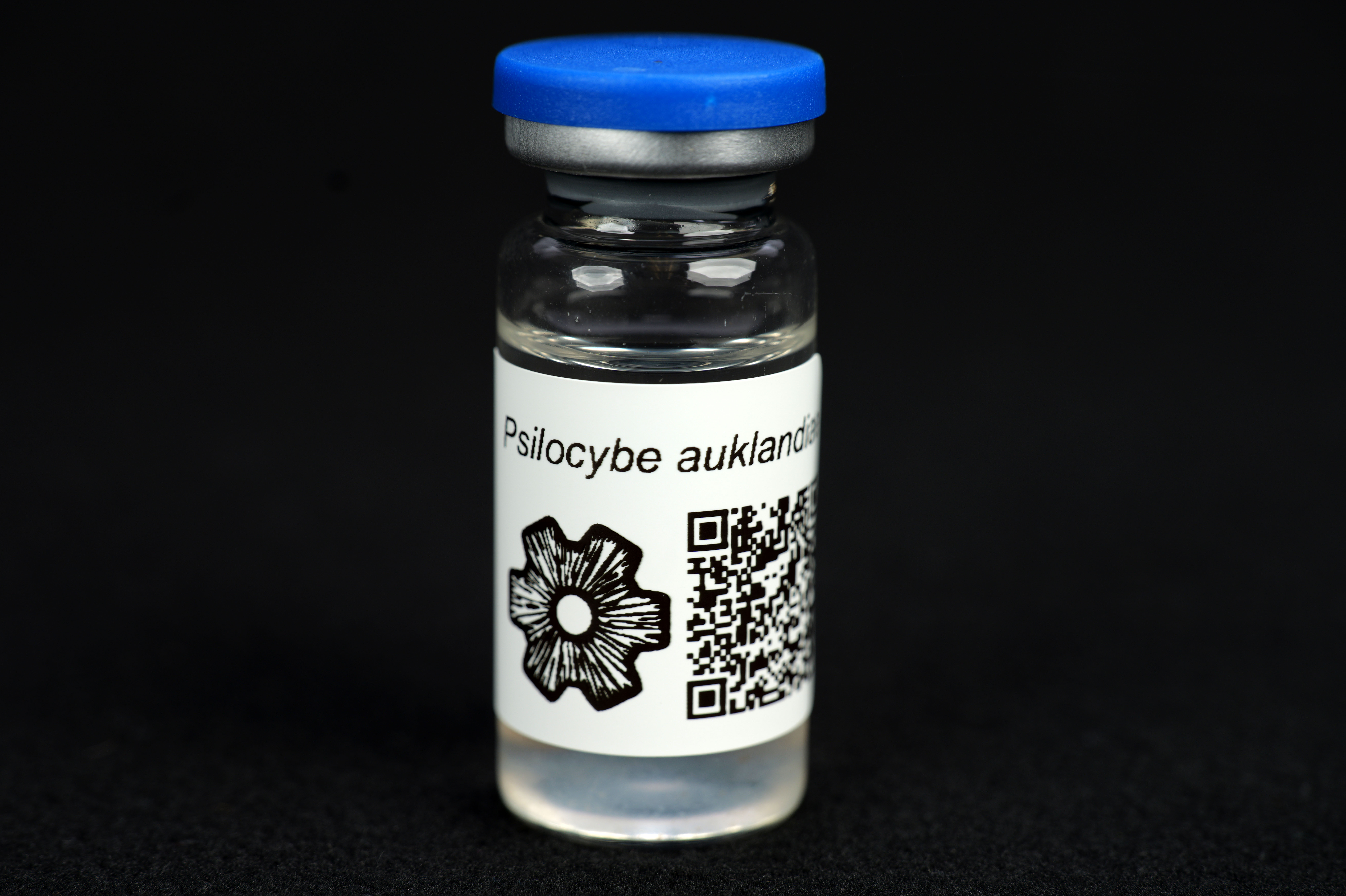 Psilocybe auklandiae : MycoTrue(TM) Isolate Vial